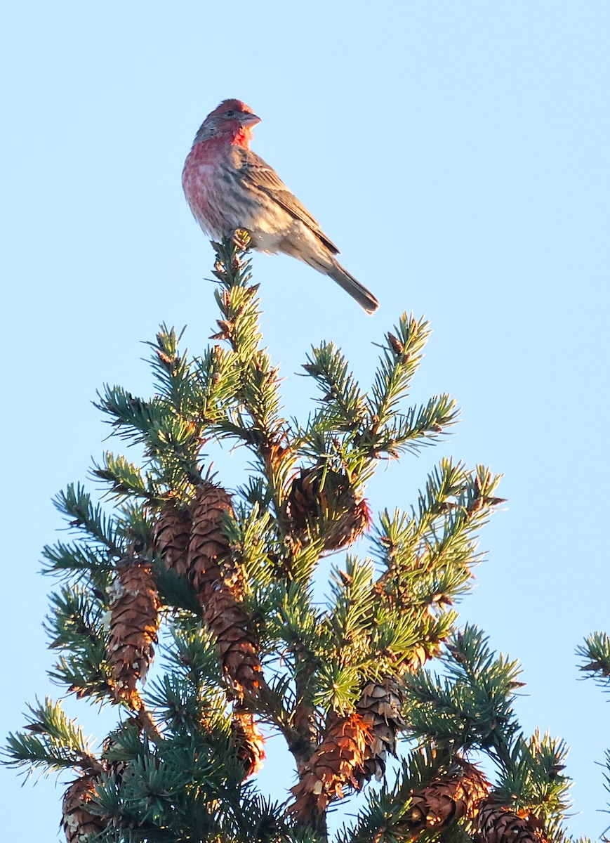 House/Purple Finch - ML646379580