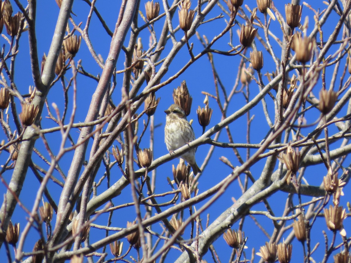 Purple Finch - ML646379582