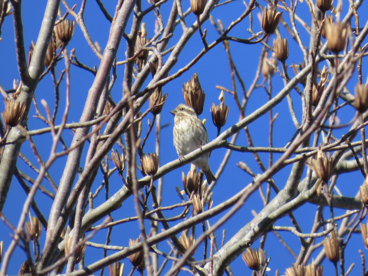 Purple Finch - ML646379583