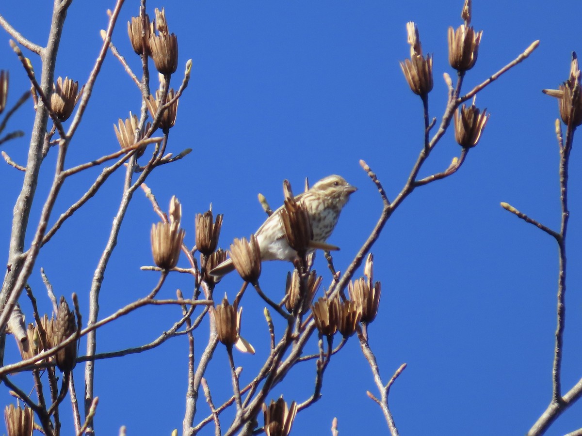 Purple Finch - ML646379584