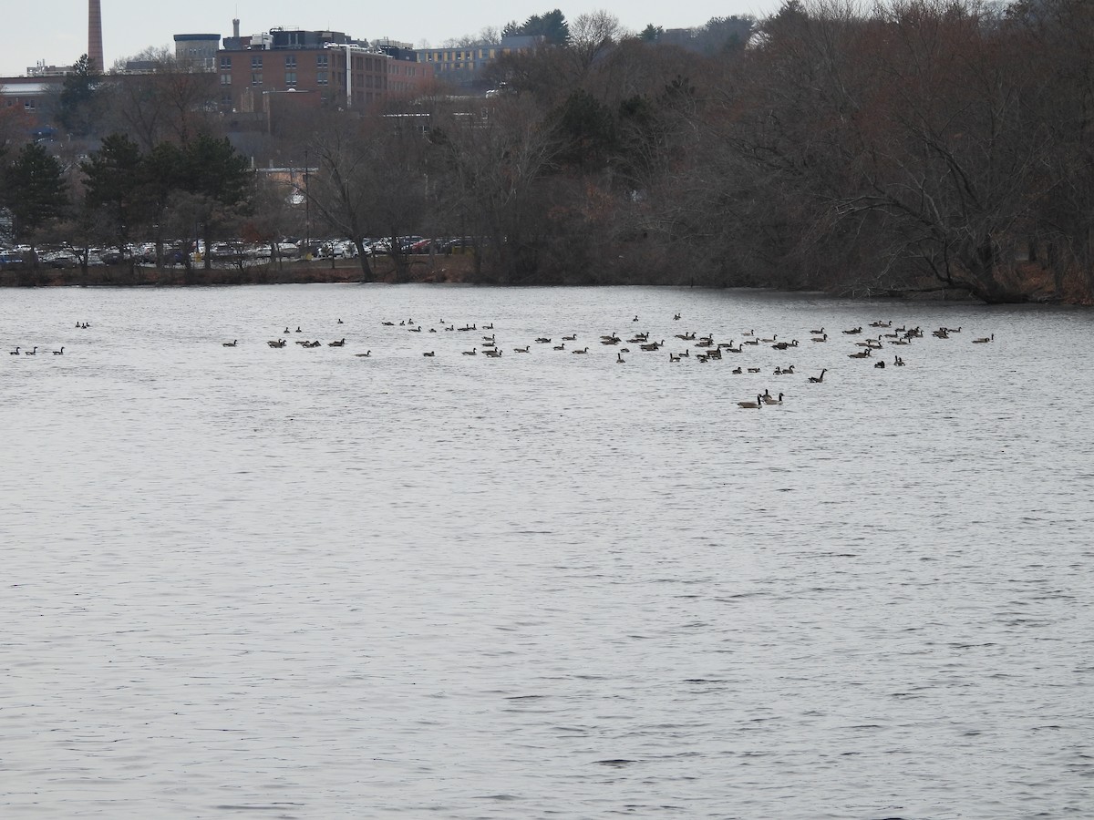 Bernache du Canada - ML646379585