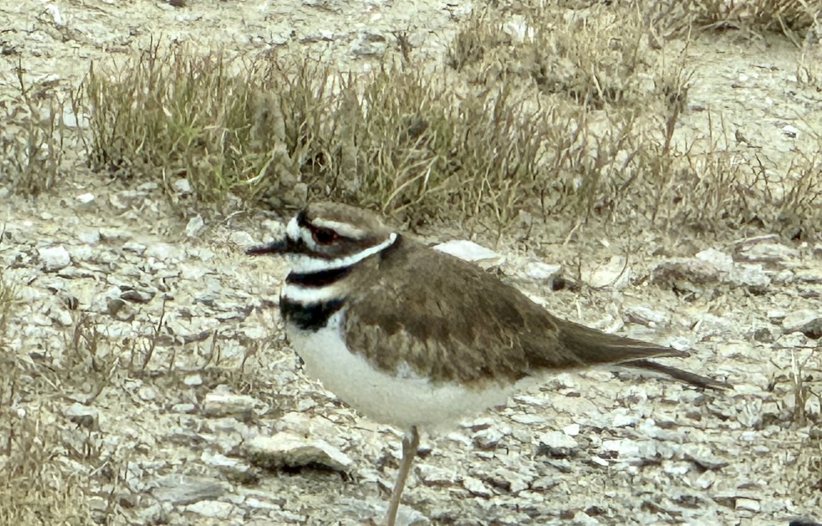 Killdeer - ML646379590