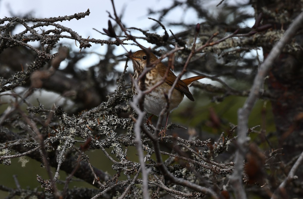 チャイロコツグミ - ML646379591