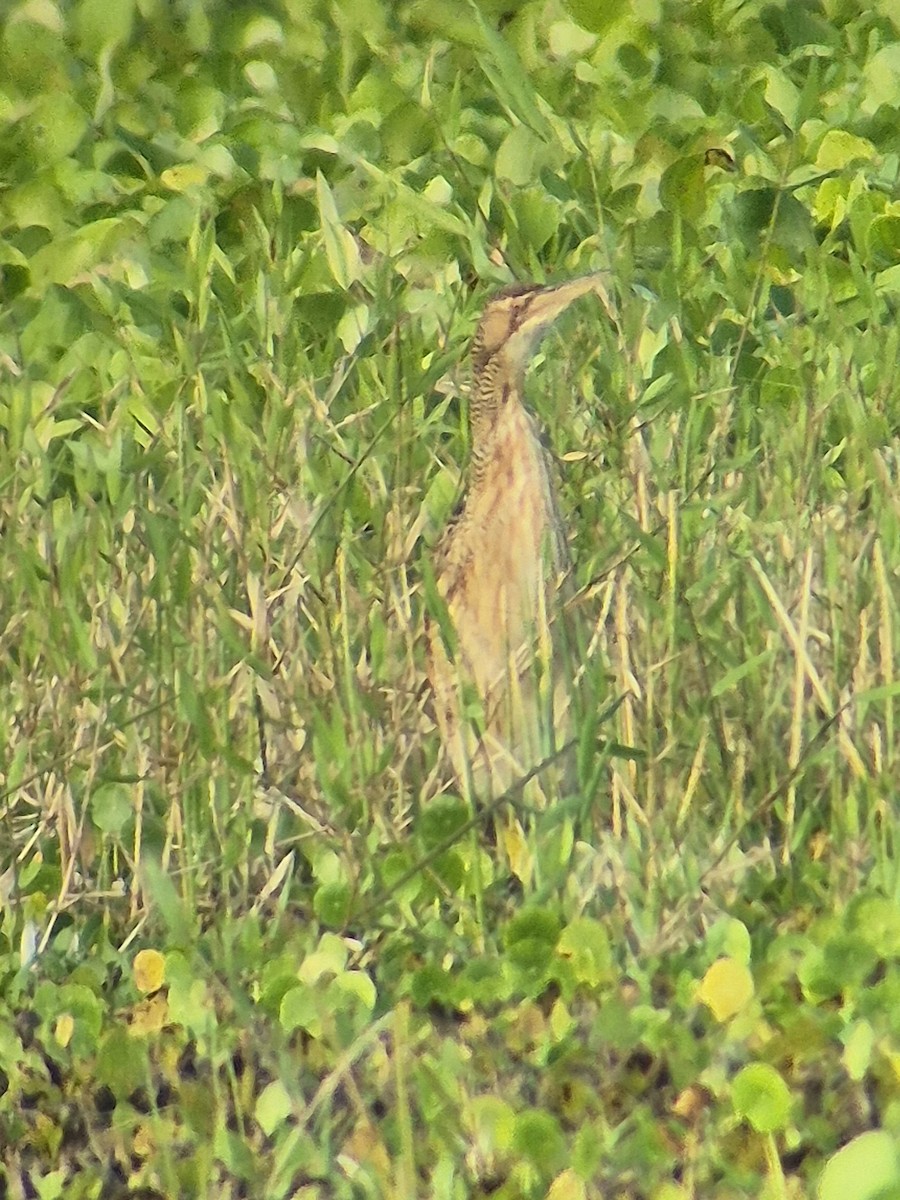 Schuppenhals-Rohrdommel - ML646379594