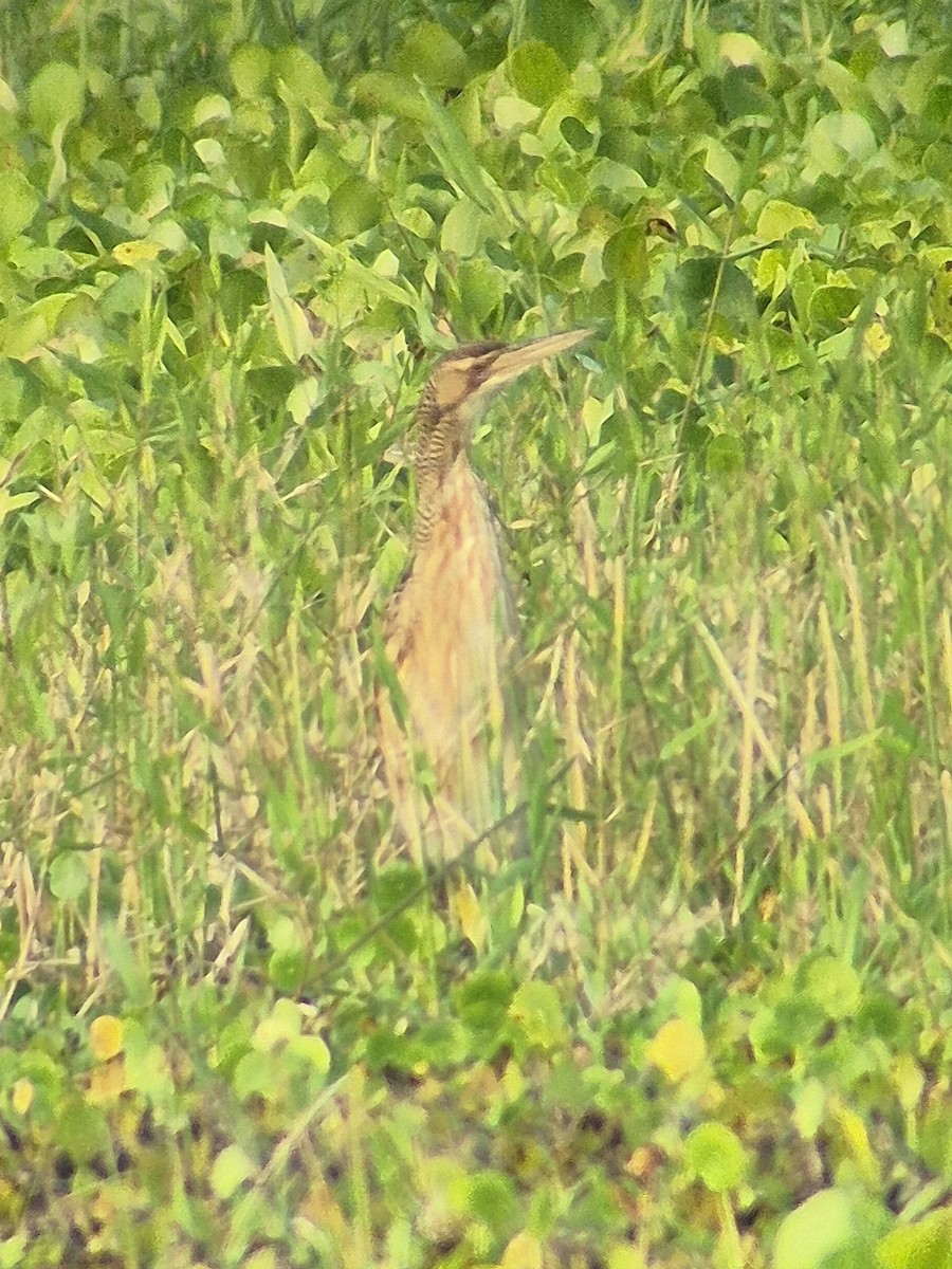 Schuppenhals-Rohrdommel - ML646379595