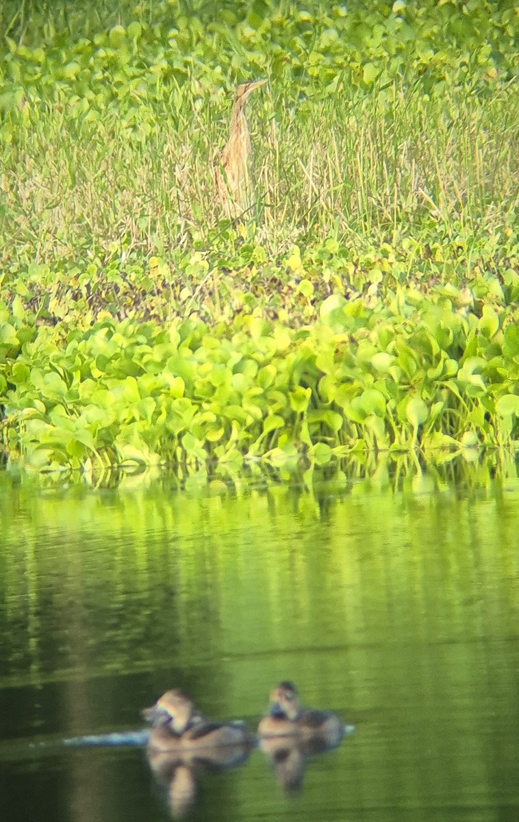 Schuppenhals-Rohrdommel - ML646379596