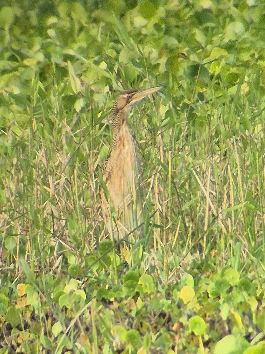 Schuppenhals-Rohrdommel - ML646379597