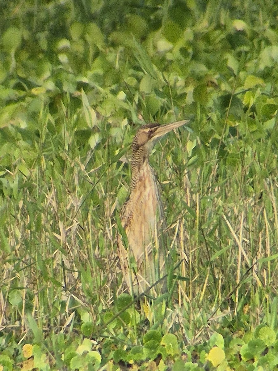 Schuppenhals-Rohrdommel - ML646379598