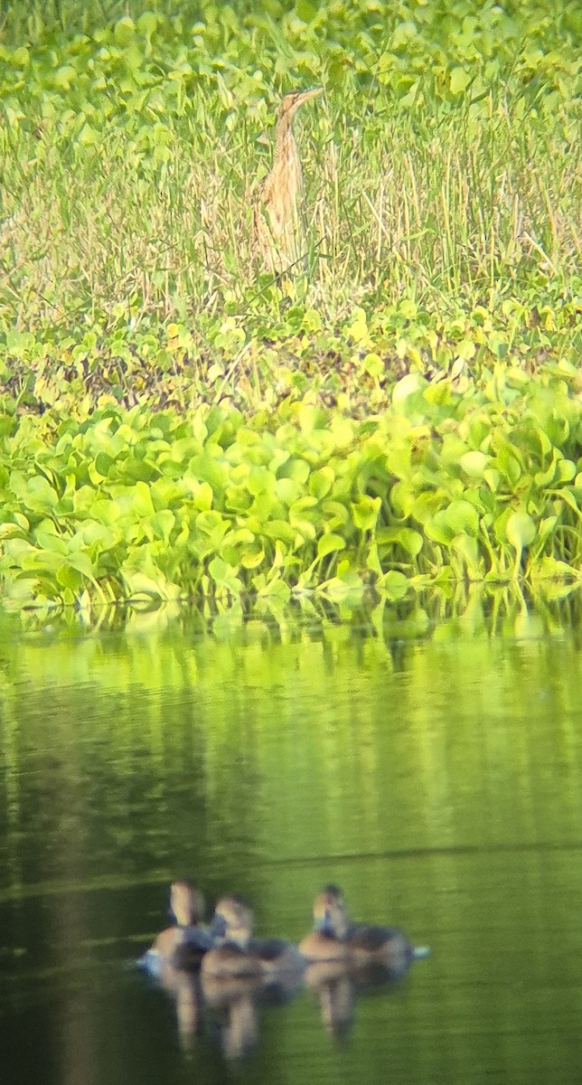 Schuppenhals-Rohrdommel - ML646379599