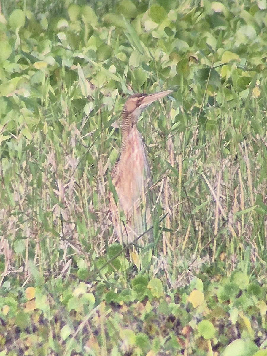 Schuppenhals-Rohrdommel - ML646379600