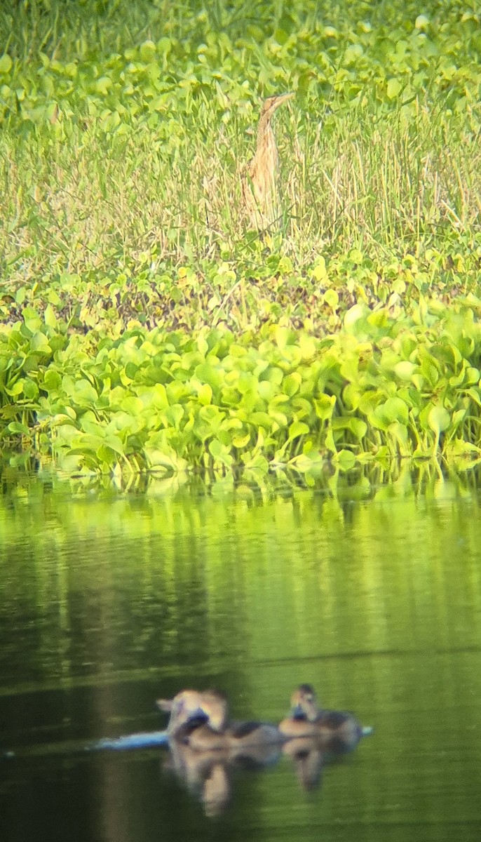 Schuppenhals-Rohrdommel - ML646379601