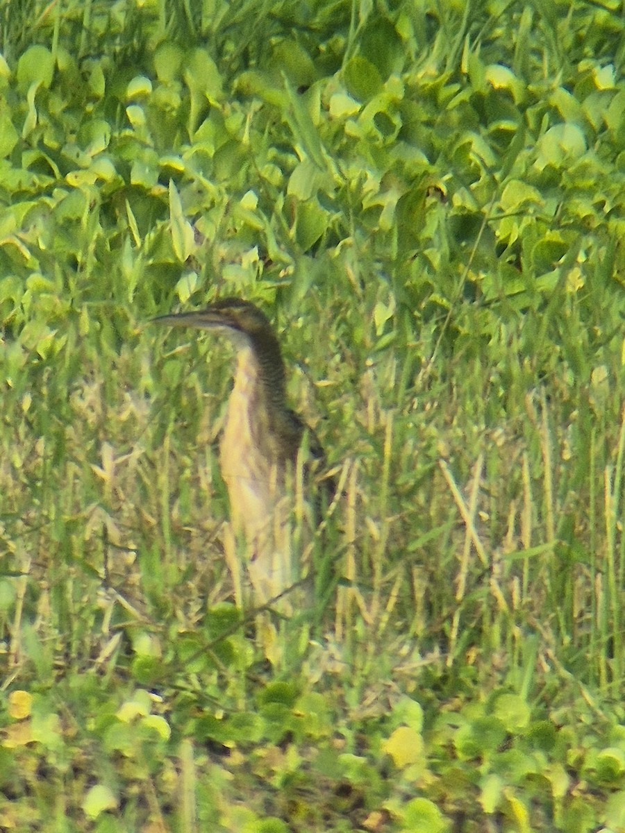 Schuppenhals-Rohrdommel - ML646379602