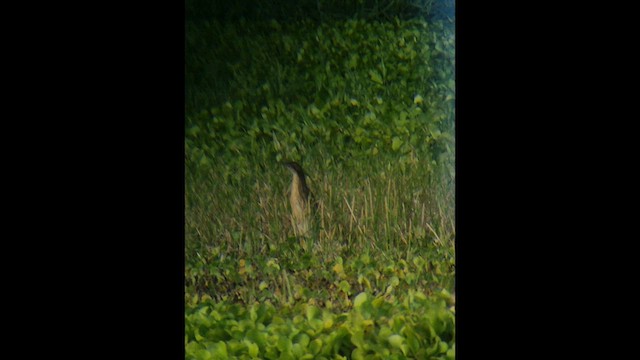 Schuppenhals-Rohrdommel - ML646379603