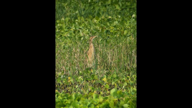 Schuppenhals-Rohrdommel - ML646379604