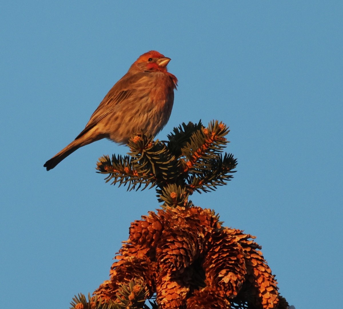 House/Purple Finch - ML646379608