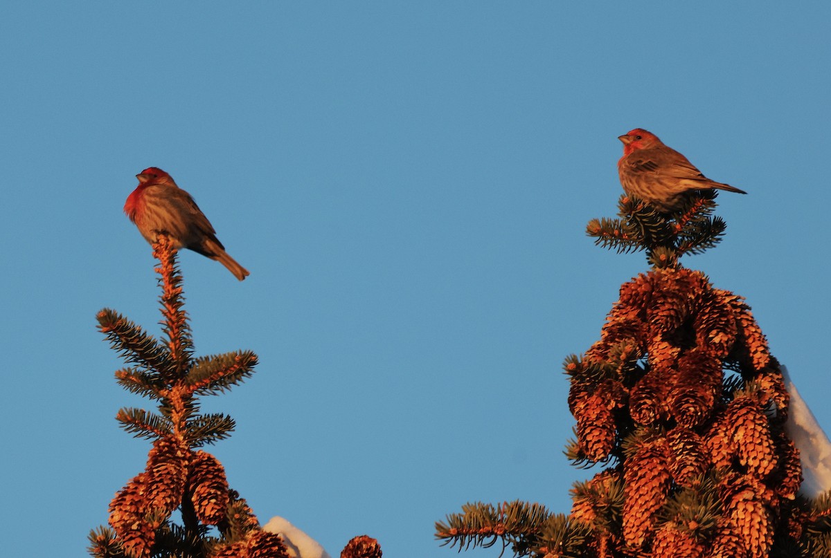 House/Purple Finch - ML646379609