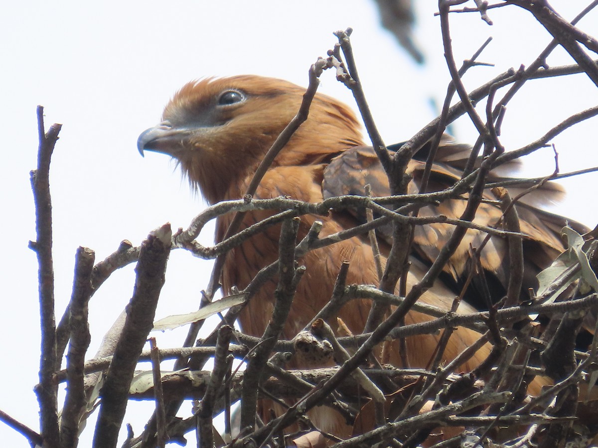Square-tailed Kite - ML646379611