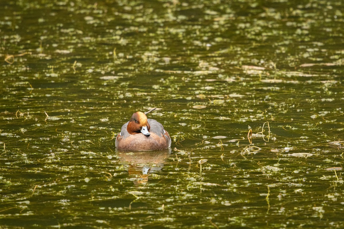 Eurasian Wigeon - ML646379614