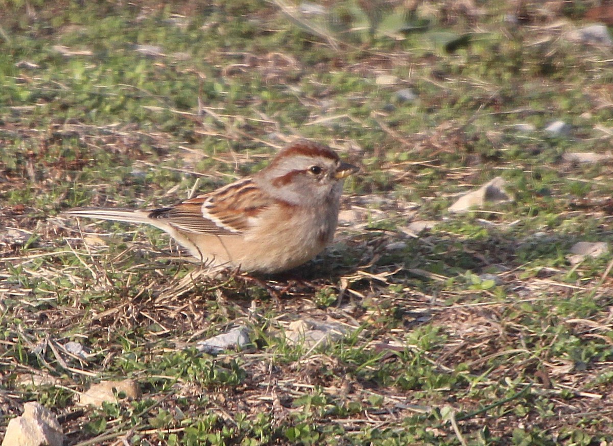 American Tree Sparrow - ML646379615