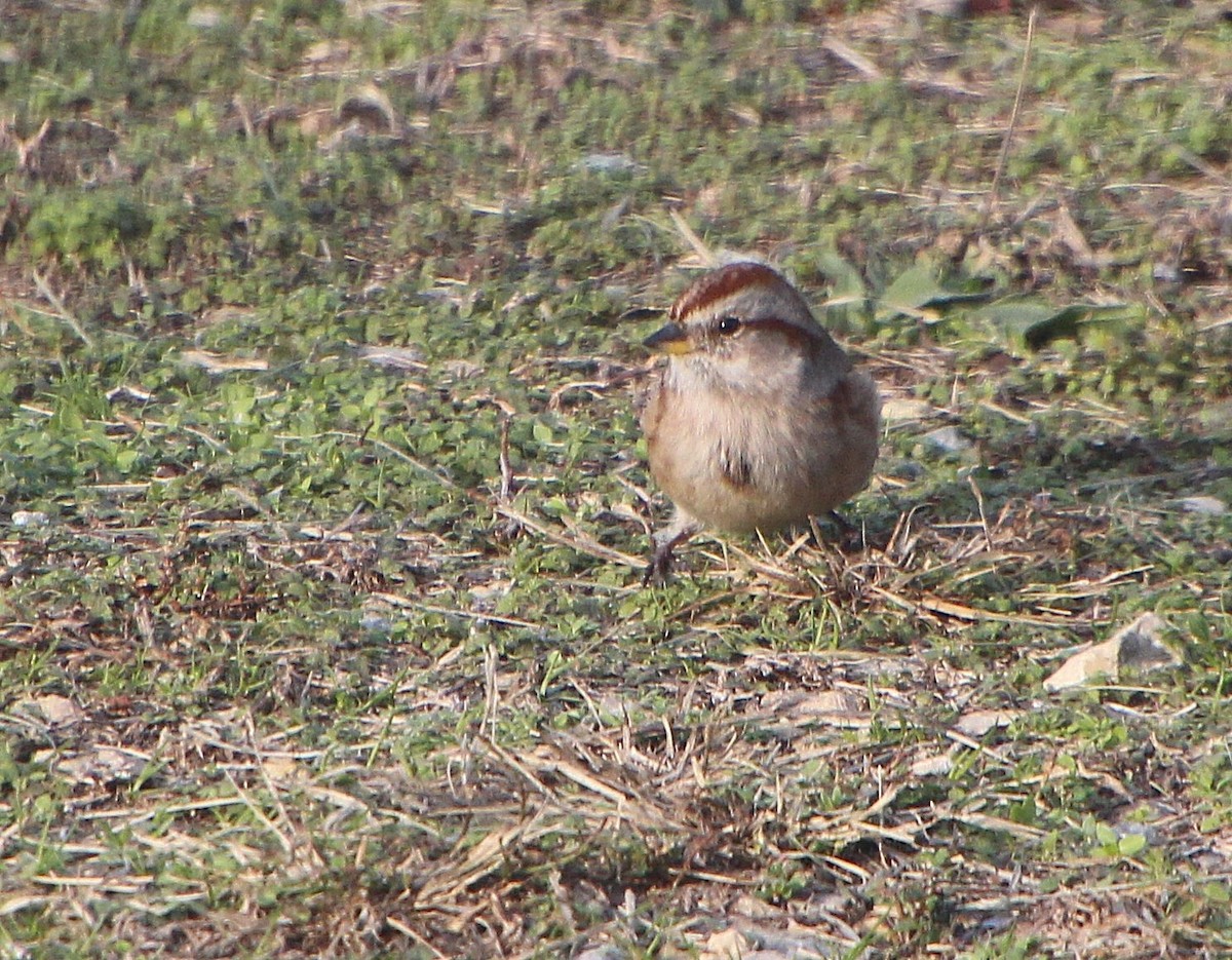 American Tree Sparrow - ML646379616