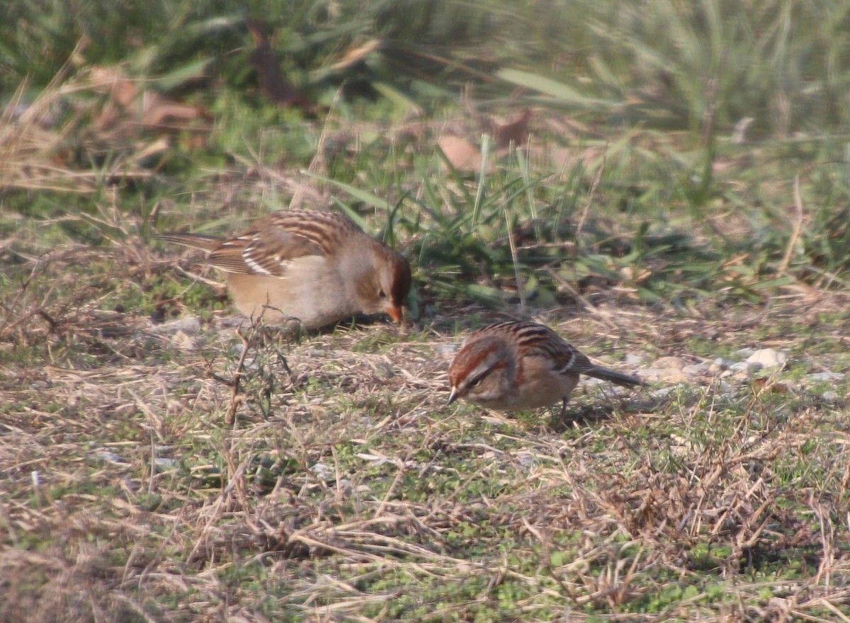 American Tree Sparrow - ML646379617