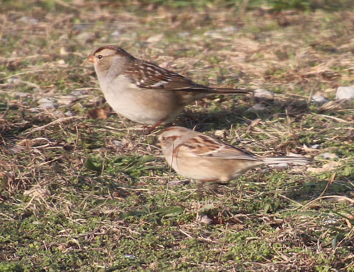 American Tree Sparrow - ML646379618