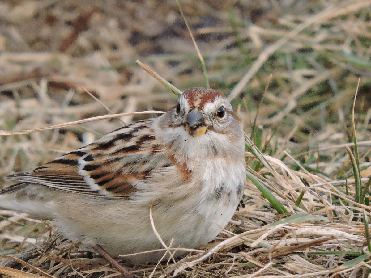 American Tree Sparrow - ML646379619