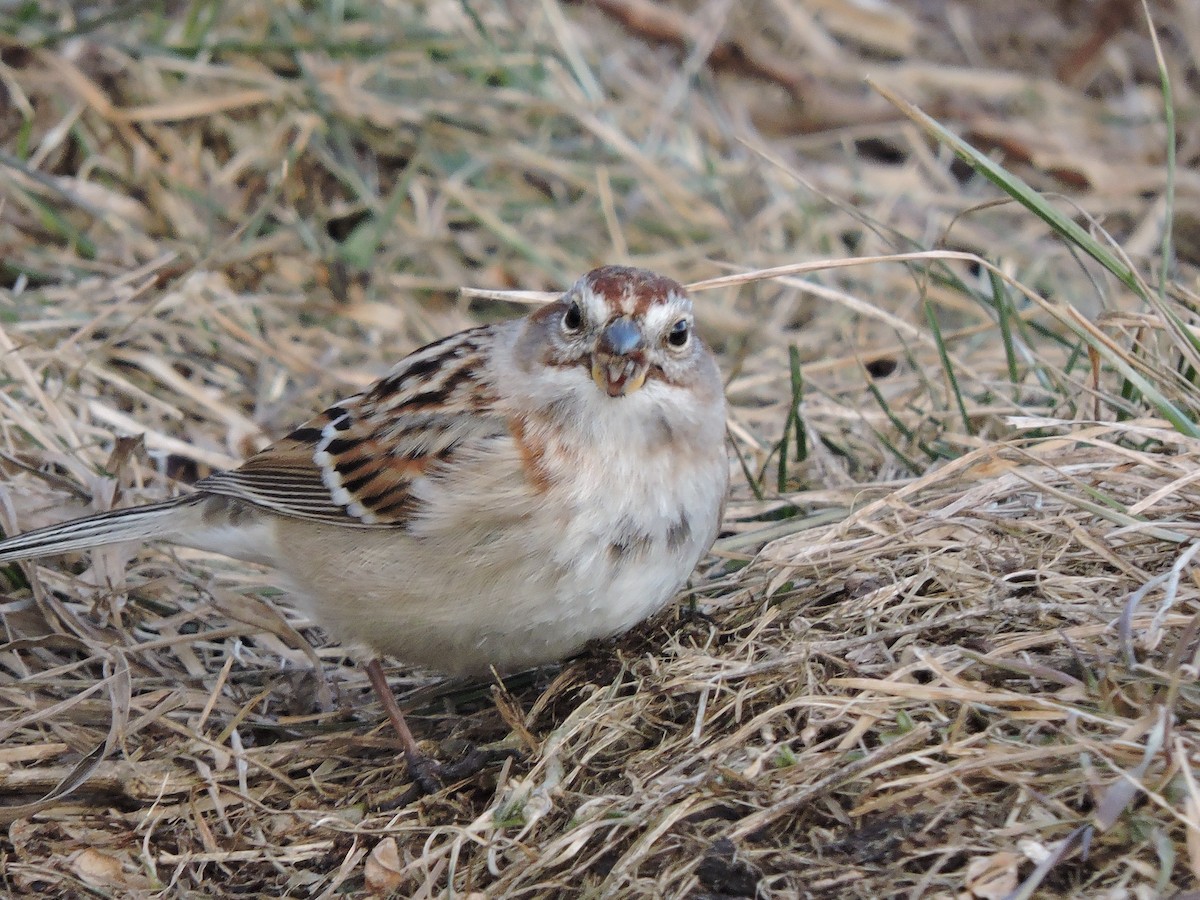 American Tree Sparrow - ML646379621