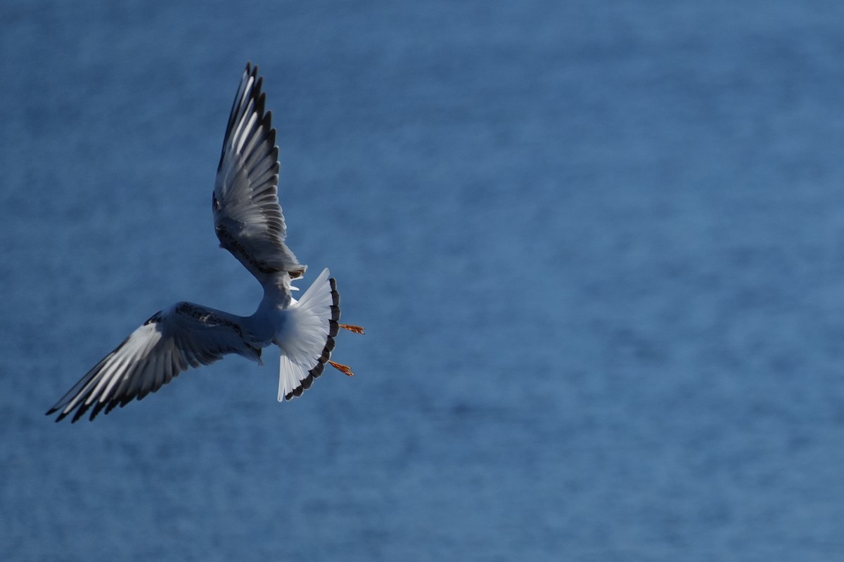 Black-headed Gull - ML646379622