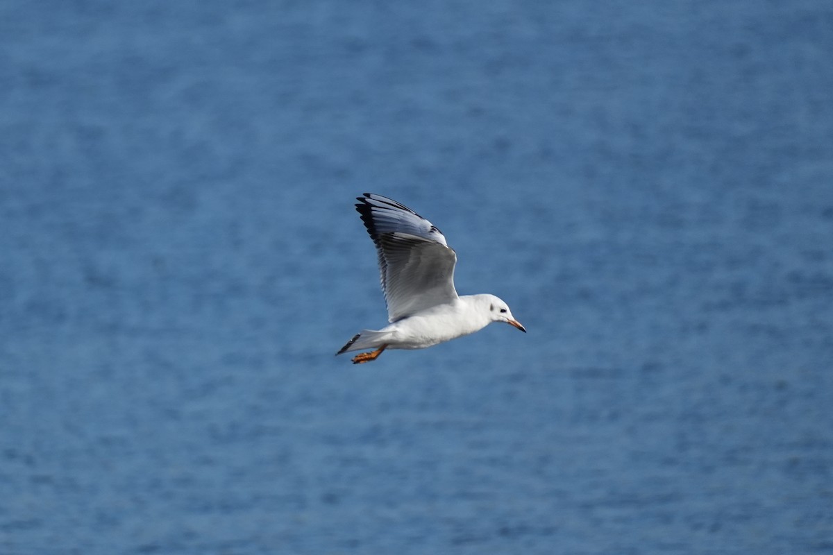 Black-headed Gull - ML646379623