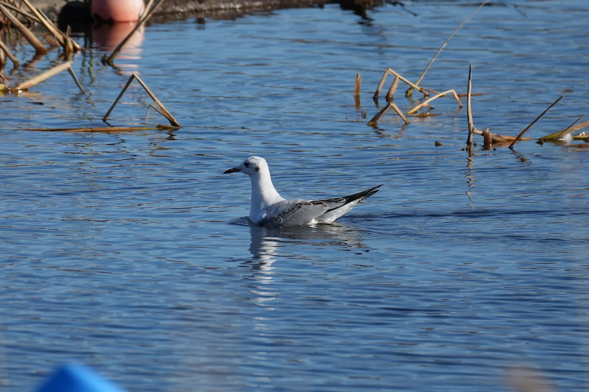 Black-headed Gull - ML646379624