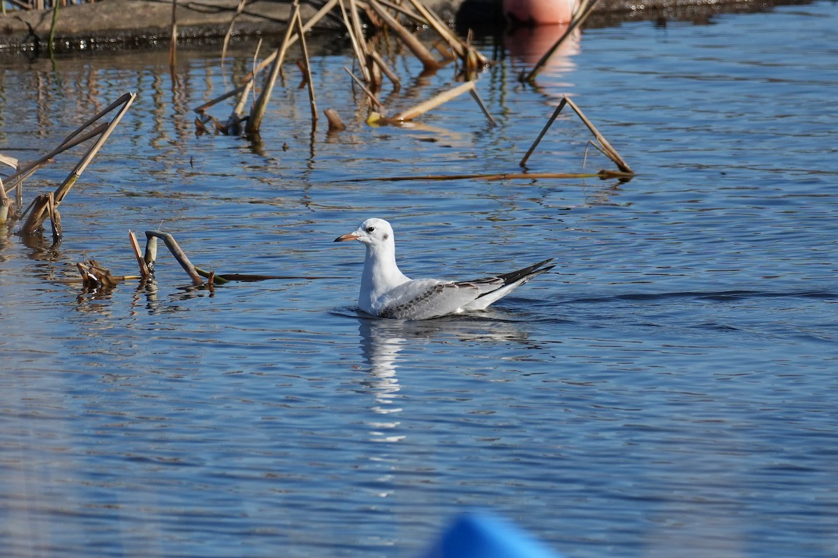 Black-headed Gull - ML646379625