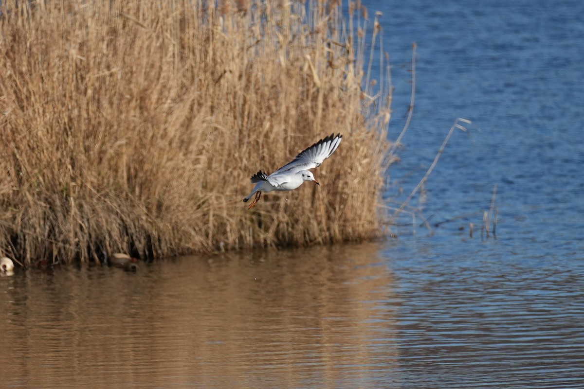 Black-headed Gull - ML646379626