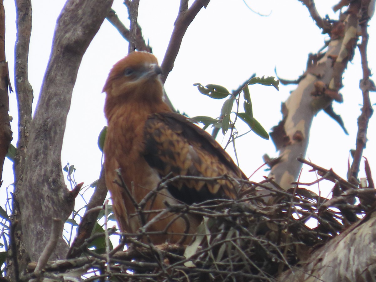 Square-tailed Kite - ML646379627