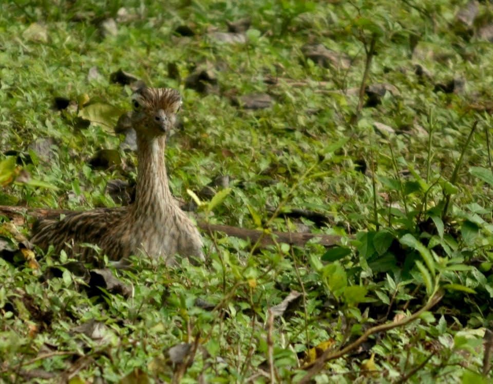 Double-striped Thick-knee - ML646379628