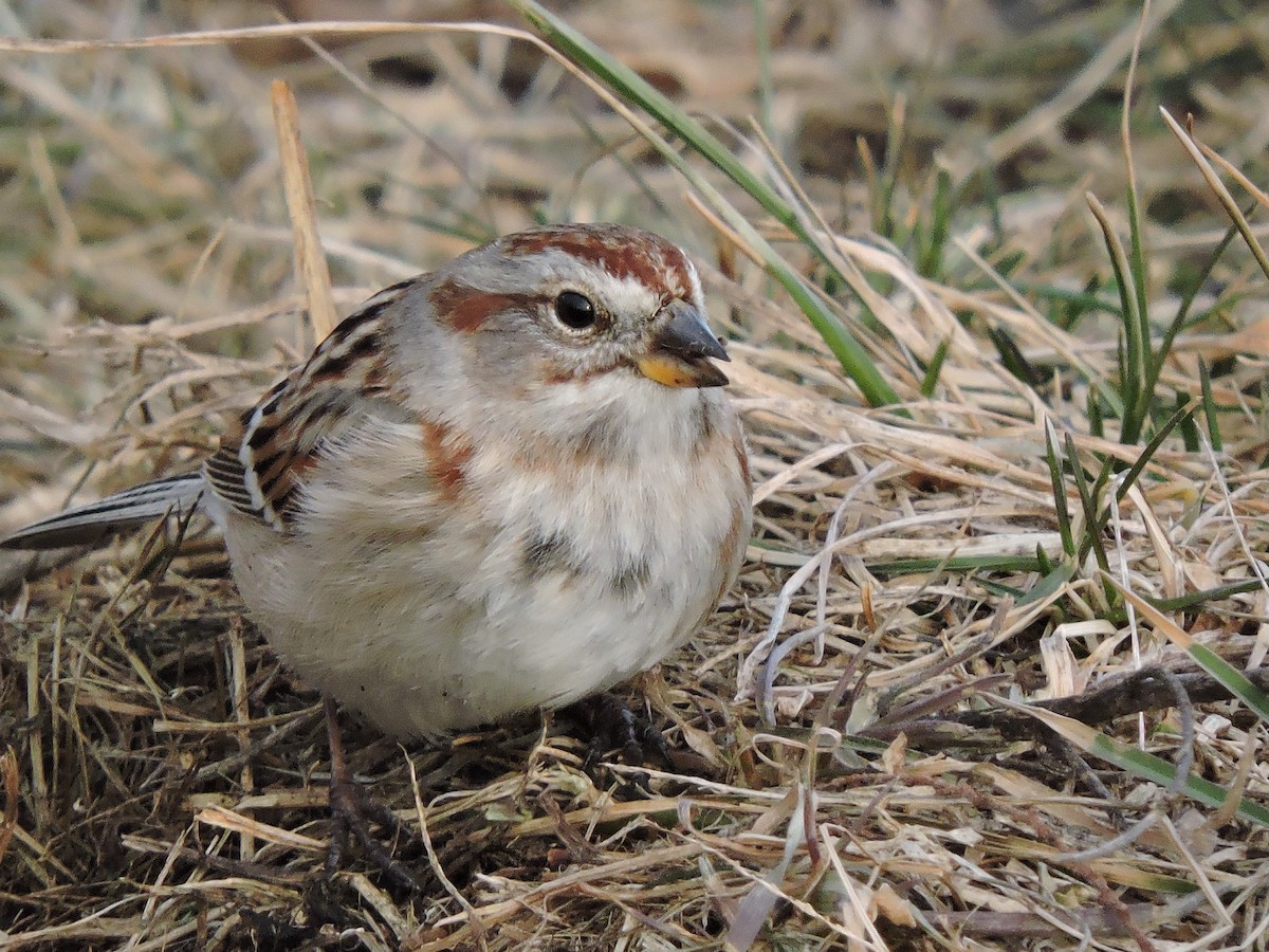 American Tree Sparrow - ML646379629
