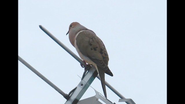 Mourning Dove - ML646379636