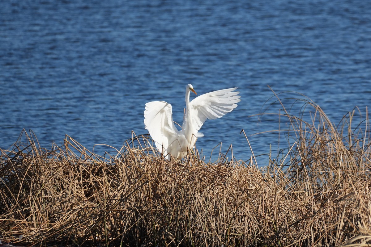 Great Egret - ML646379638