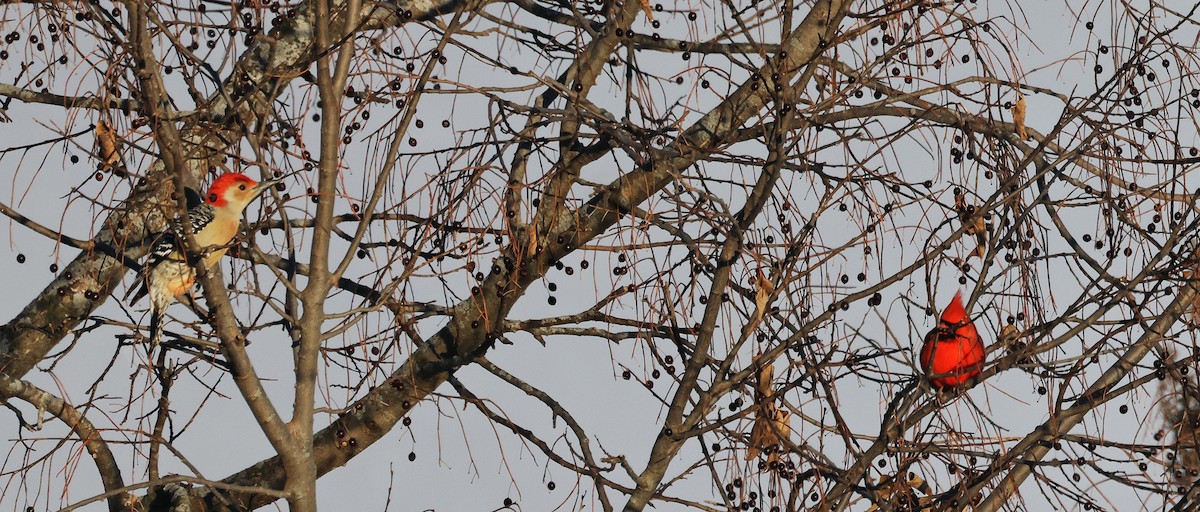 Red-bellied Woodpecker - ML646379639