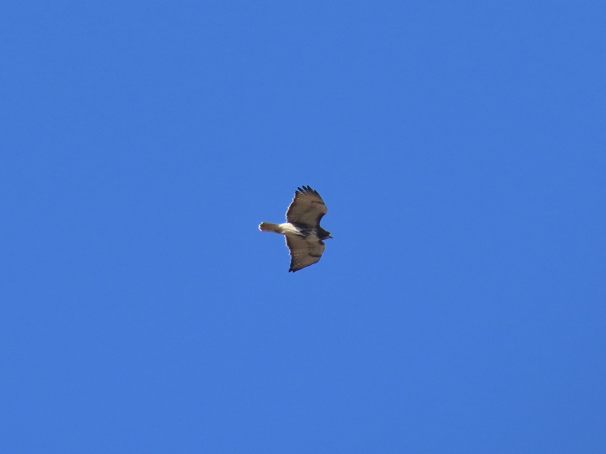 Red-tailed Hawk (borealis) - ML646379640