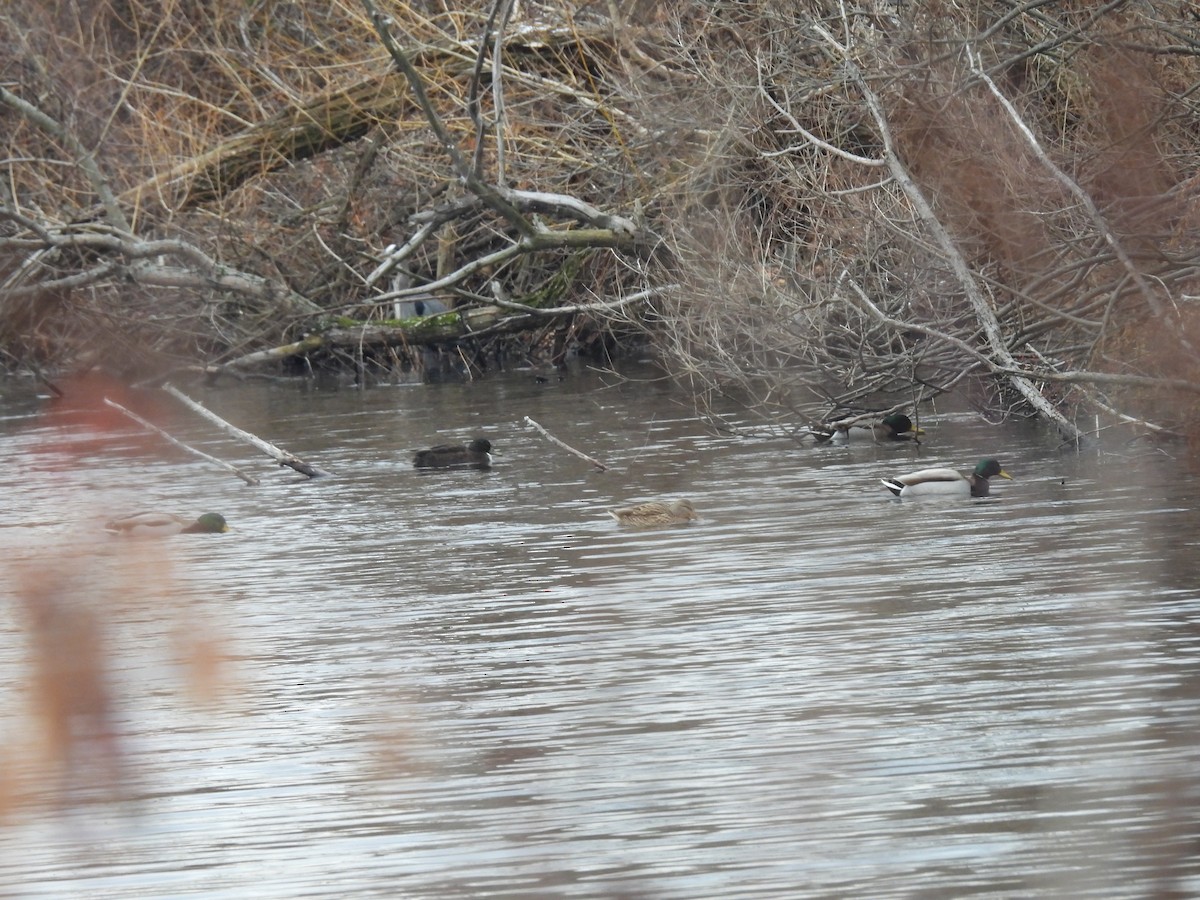 anatidé sp. (canard sp.) - ML646379641