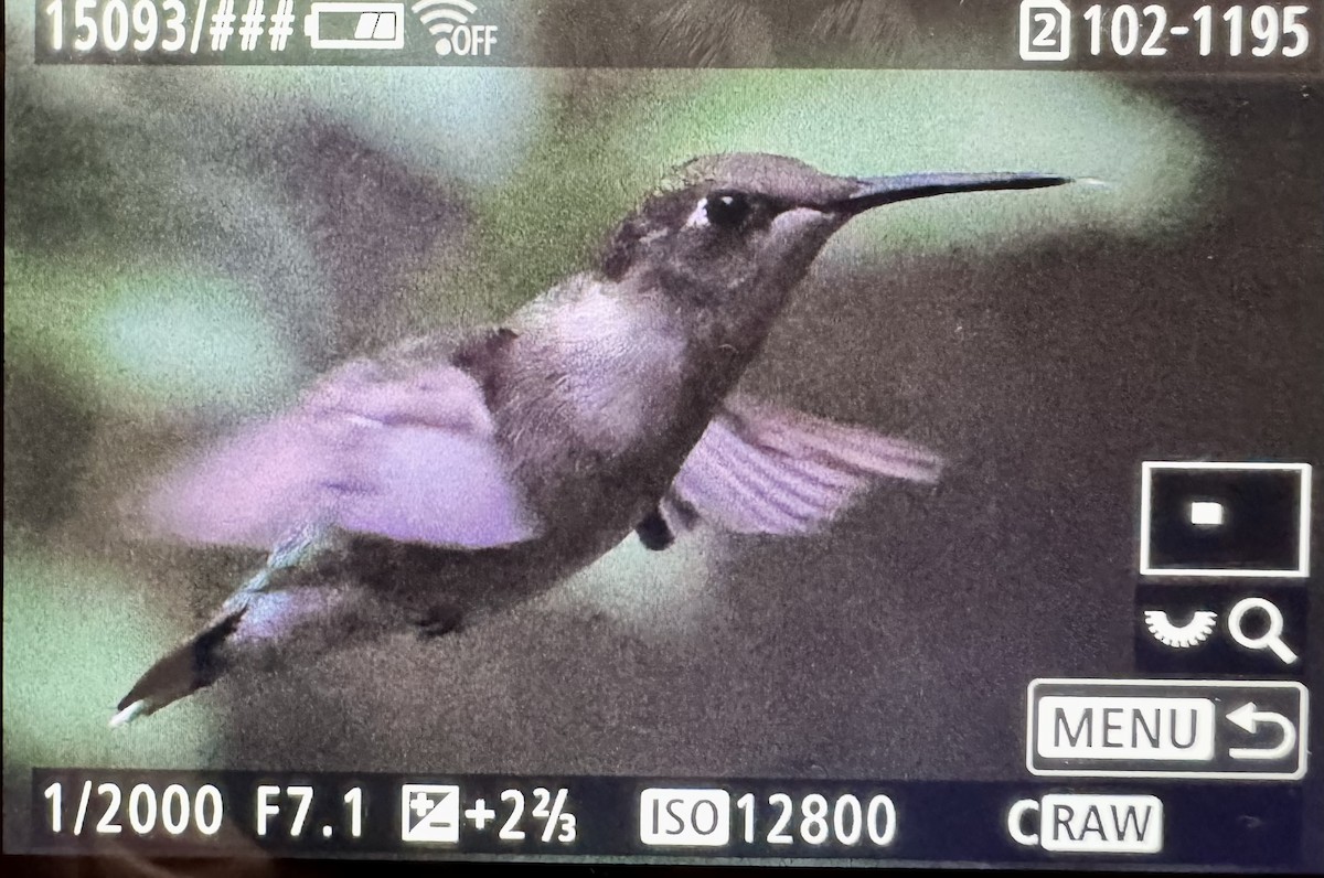 Ruby-throated Hummingbird - ML646379642