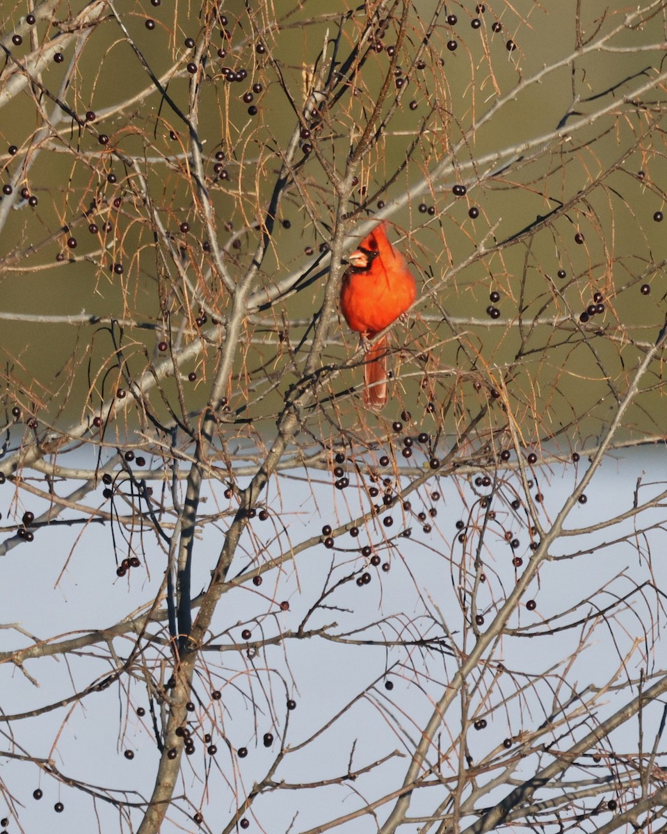 Красный кардинал - ML646379643