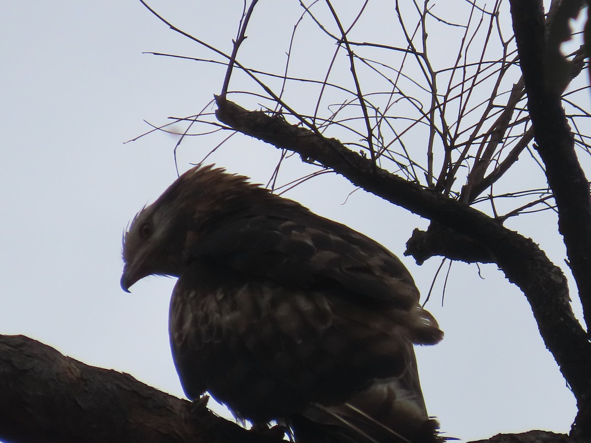 Square-tailed Kite - ML646379644