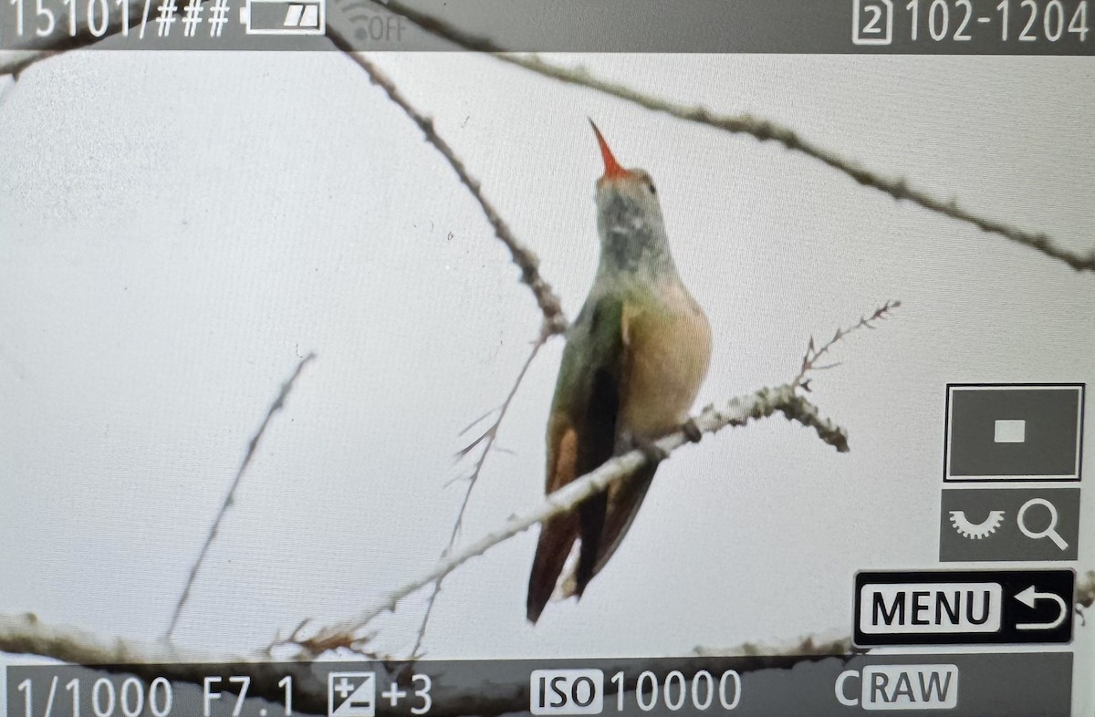 Buff-bellied Hummingbird - ML646379645