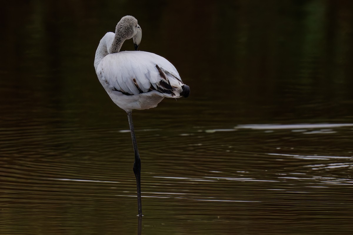 פלמינגו גדול - ML646379646
