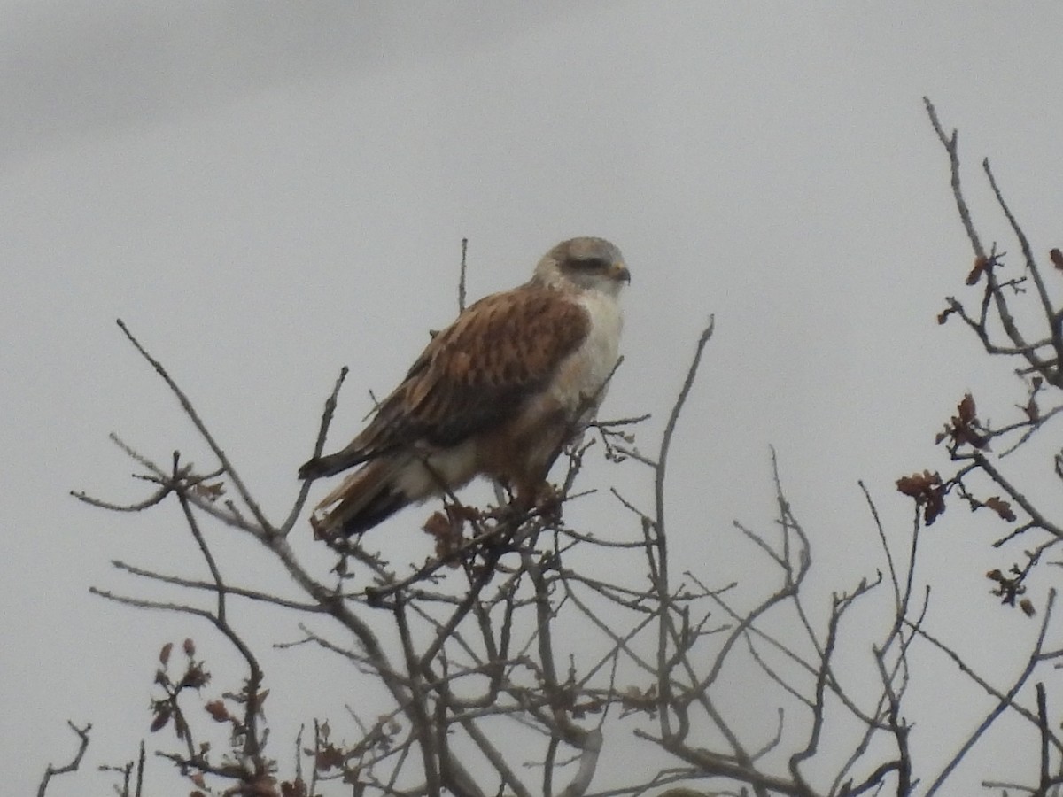 Ferruginous Hawk - ML646379647