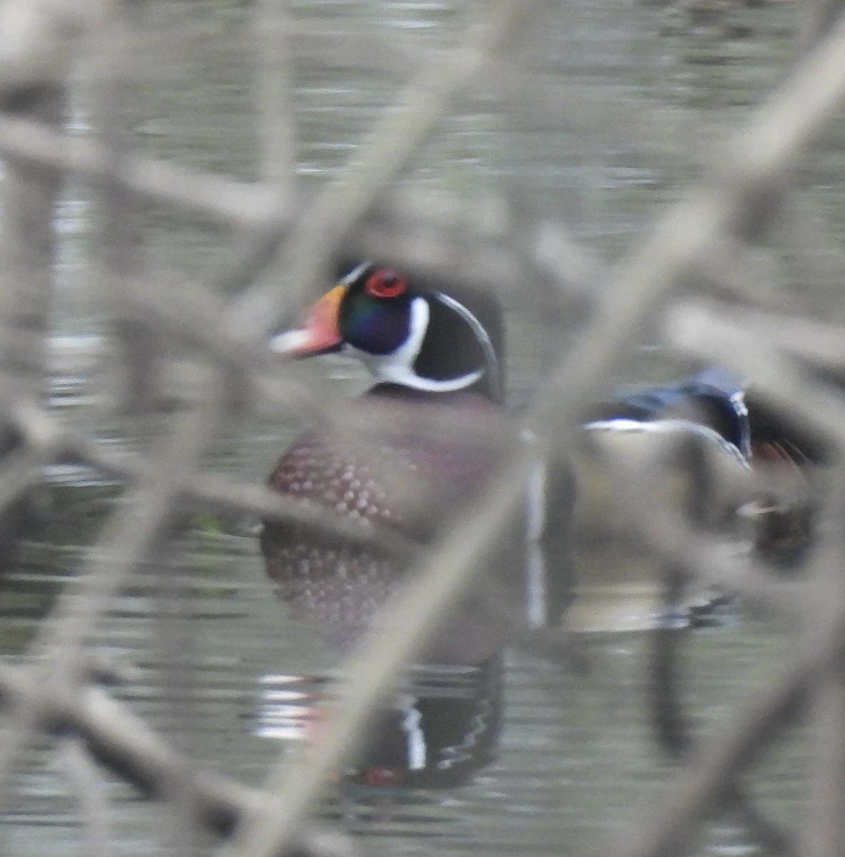 kachnička karolínská - ML646379648