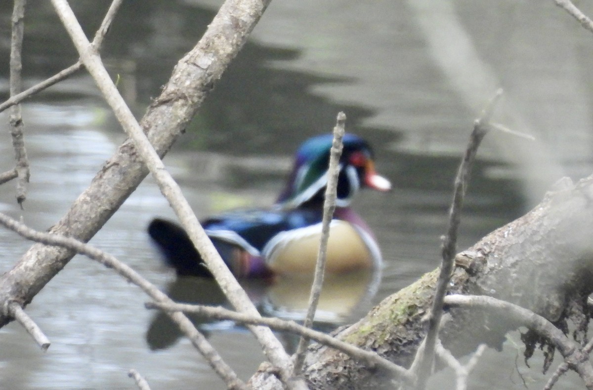 kachnička karolínská - ML646379649