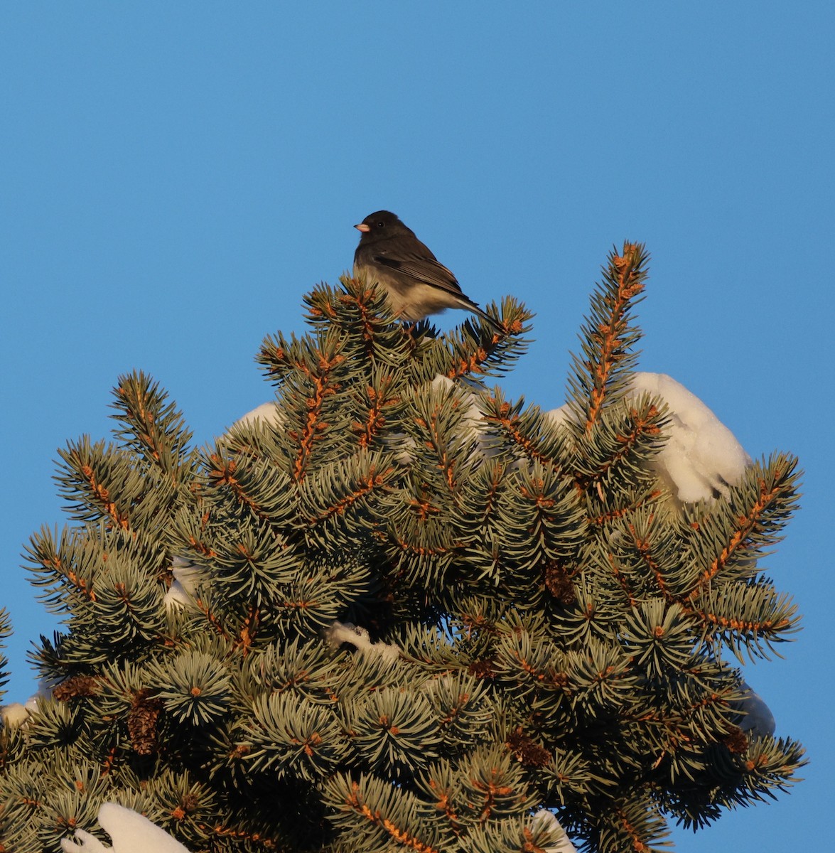Dark-eyed Junco - ML646379650